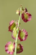 Rumex scutatus